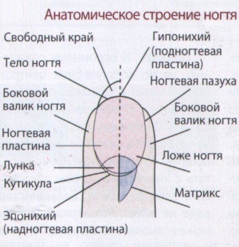 Пошаговая инструкция с фото по самостоятельному наращиванию ногтей гелем