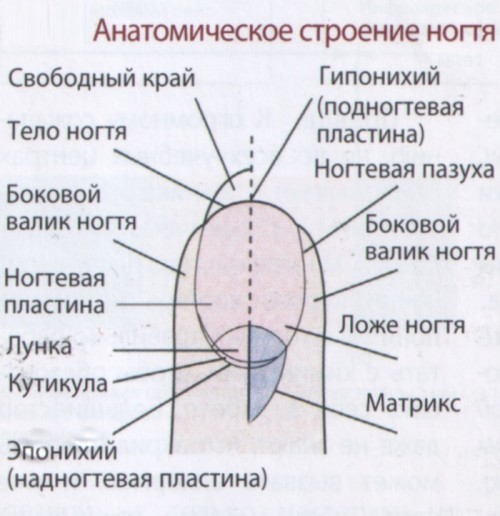 Пошаговая инструкция с фото по самостоятельному наращиванию ногтей гелем